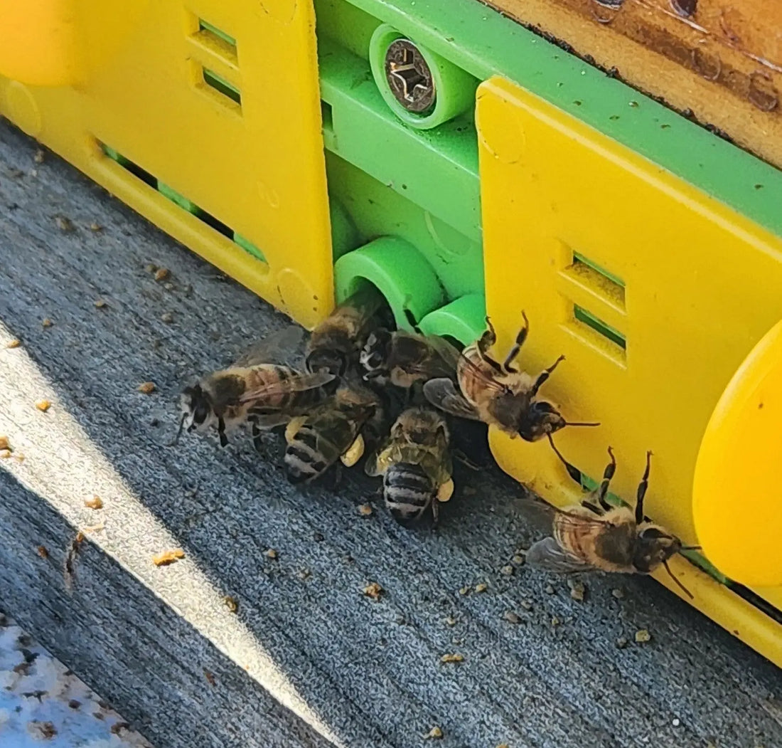 It feels like Spring - Die Biene Honey Farm