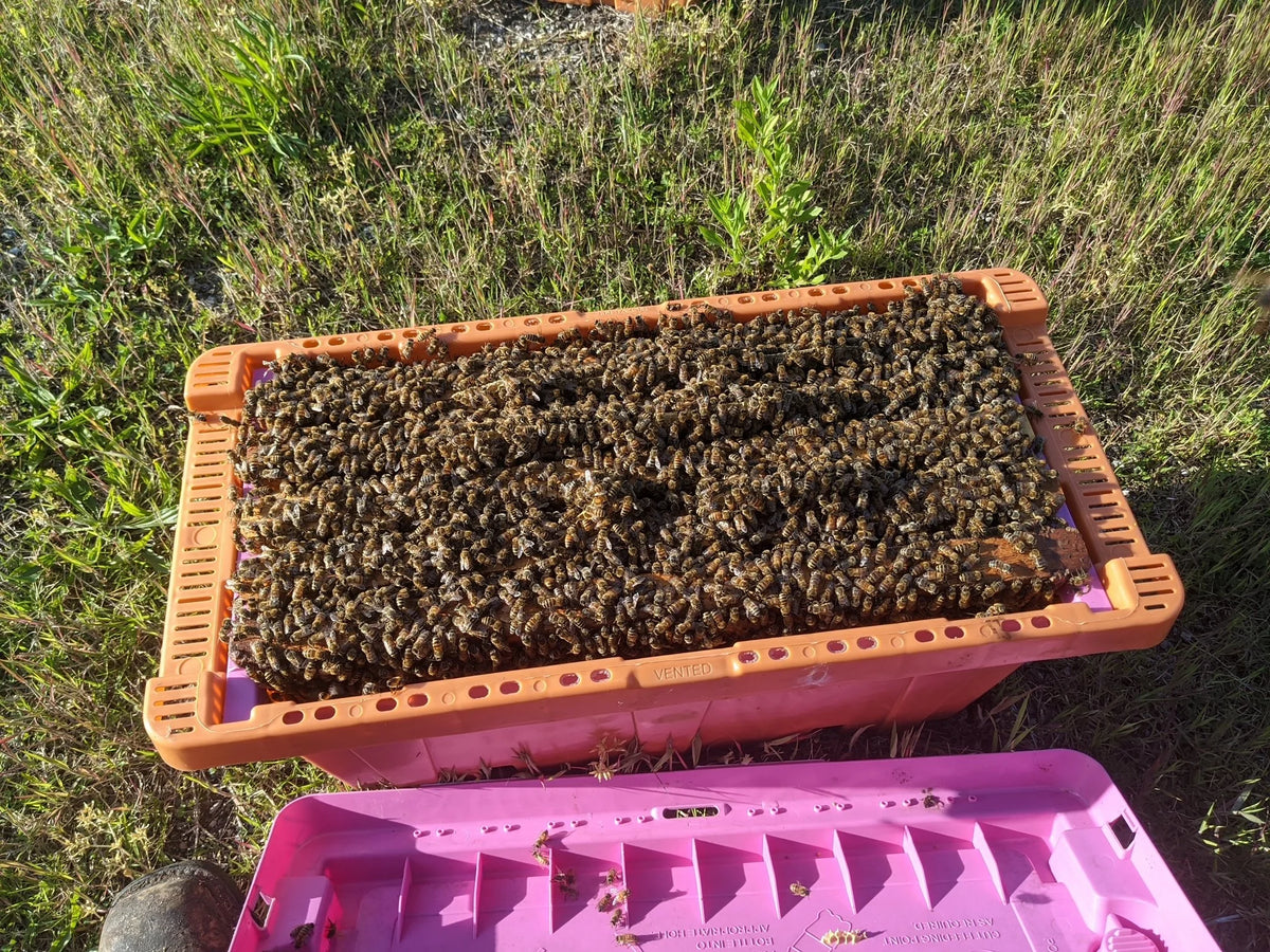 Bee Nuc Sales — Live Bee Nucs